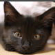 tegecat
